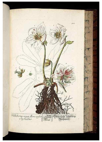 Reproducción/Reproduction 8430062916: Herbarium Blackwellianum emendatum et auctum, id est, Elisabethae Blackwell collectio stirpium. Norimbergae : Typis Io. Iosephi Fleischmanni, 1750-1773.
