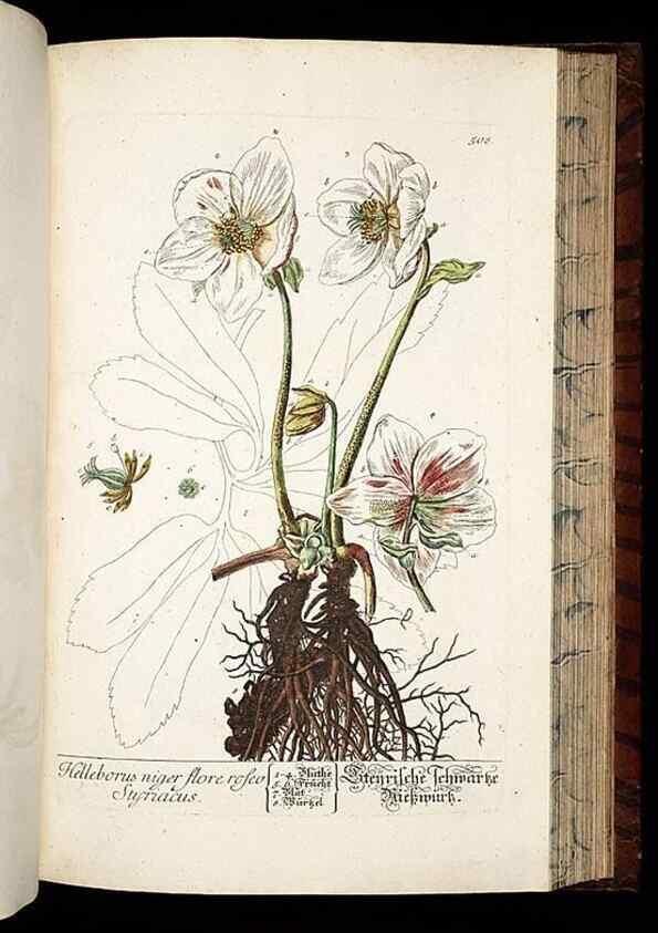 Reproducción/Reproduction 8430062916: Herbarium Blackwellianum emendatum et auctum, id est, Elisabethae Blackwell collectio stirpium. Norimbergae : Typis Io. Iosephi Fleischmanni, 1750-1773.