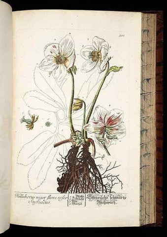 Reproducción/Reproduction 8430062916: Herbarium Blackwellianum emendatum et auctum, id est, Elisabethae Blackwell collectio stirpium. Norimbergae : Typis Io. Iosephi Fleischmanni, 1750-1773.