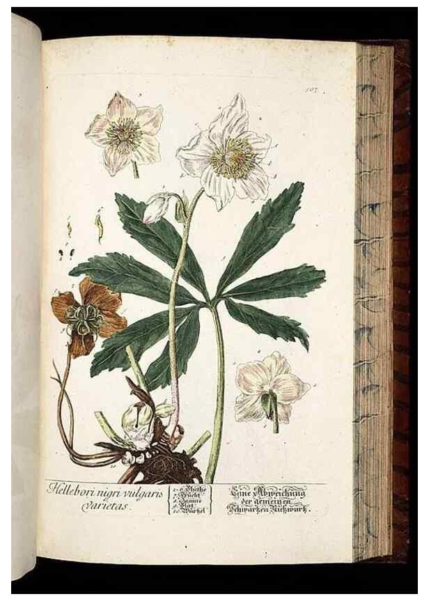 Reproducción/Reproduction 8428974429: Herbarium Blackwellianum emendatum et auctum, id est, Elisabethae Blackwell collectio stirpium. Norimbergae : Typis Io. Iosephi Fleischmanni, 1750-1773.
