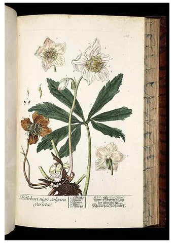 Reproducción/Reproduction 8428974429: Herbarium Blackwellianum emendatum et auctum, id est, Elisabethae Blackwell collectio stirpium. Norimbergae : Typis Io. Iosephi Fleischmanni, 1750-1773.