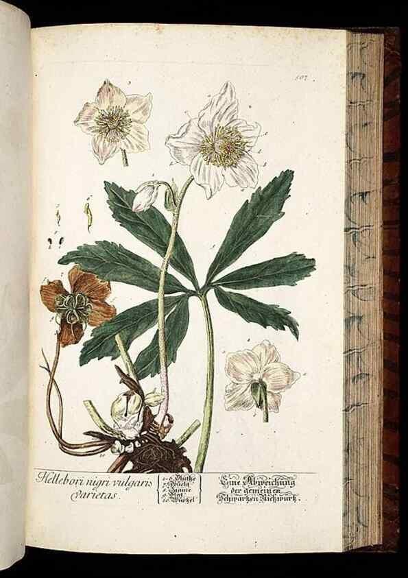 Reproducción/Reproduction 8428974429: Herbarium Blackwellianum emendatum et auctum, id est, Elisabethae Blackwell collectio stirpium. Norimbergae : Typis Io. Iosephi Fleischmanni, 1750-1773.