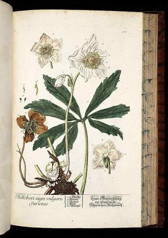Reproducción/Reproduction 8428974429: Herbarium Blackwellianum emendatum et auctum, id est, Elisabethae Blackwell collectio stirpium. Norimbergae : Typis Io. Iosephi Fleischmanni, 1750-1773.