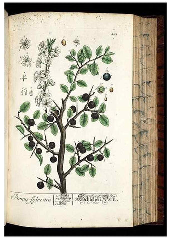 Reproducción/Reproduction 8430059450: Herbarium Blackwellianum emendatum et auctum, id est, Elisabethae Blackwell collectio stirpium. Norimbergae : Typis Io. Iosephi Fleischmanni, 1750-1773.