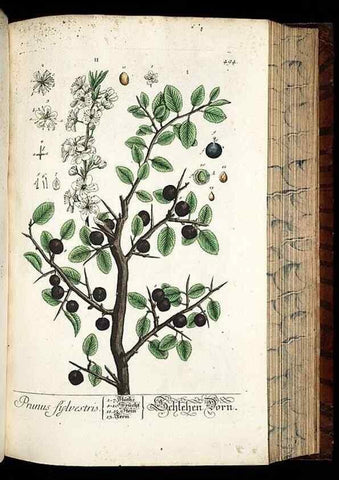Reproducción/Reproduction 8430059450: Herbarium Blackwellianum emendatum et auctum, id est, Elisabethae Blackwell collectio stirpium. Norimbergae : Typis Io. Iosephi Fleischmanni, 1750-1773.