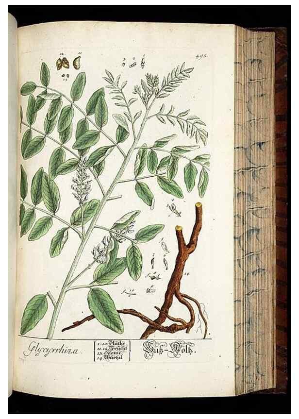 Reproducción/Reproduction 8430059710: Herbarium Blackwellianum emendatum et auctum, id est, Elisabethae Blackwell collectio stirpium. Norimbergae : Typis Io. Iosephi Fleischmanni, 1750-1773.