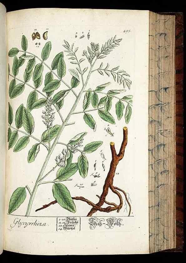 Reproducción/Reproduction 8430059710: Herbarium Blackwellianum emendatum et auctum, id est, Elisabethae Blackwell collectio stirpium. Norimbergae : Typis Io. Iosephi Fleischmanni, 1750-1773.