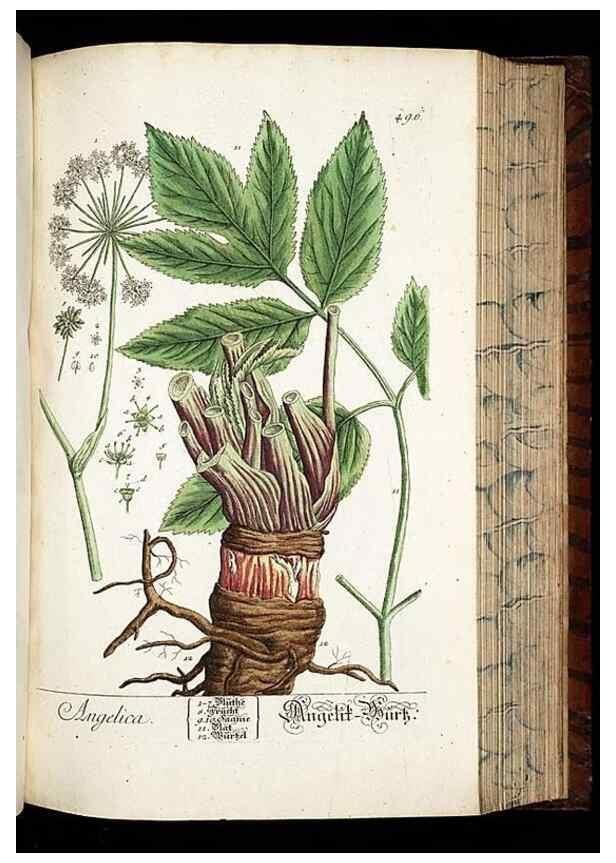 Reproducción/Reproduction 8428971557: Herbarium Blackwellianum emendatum et auctum, id est, Elisabethae Blackwell collectio stirpium. Norimbergae : Typis Io. Iosephi Fleischmanni, 1750-1773.