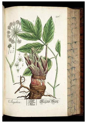 Reproducción/Reproduction 8428971557: Herbarium Blackwellianum emendatum et auctum, id est, Elisabethae Blackwell collectio stirpium. Norimbergae : Typis Io. Iosephi Fleischmanni, 1750-1773.