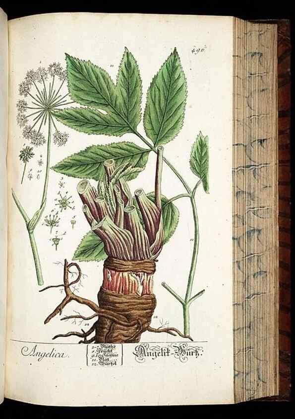 Reproducción/Reproduction 8428971557: Herbarium Blackwellianum emendatum et auctum, id est, Elisabethae Blackwell collectio stirpium. Norimbergae : Typis Io. Iosephi Fleischmanni, 1750-1773.