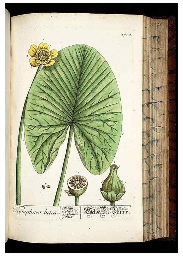 Reproducción/Reproduction 8428971745: Herbarium Blackwellianum emendatum et auctum, id est, Elisabethae Blackwell collectio stirpium. Norimbergae : Typis Io. Iosephi Fleischmanni, 1750-1773.