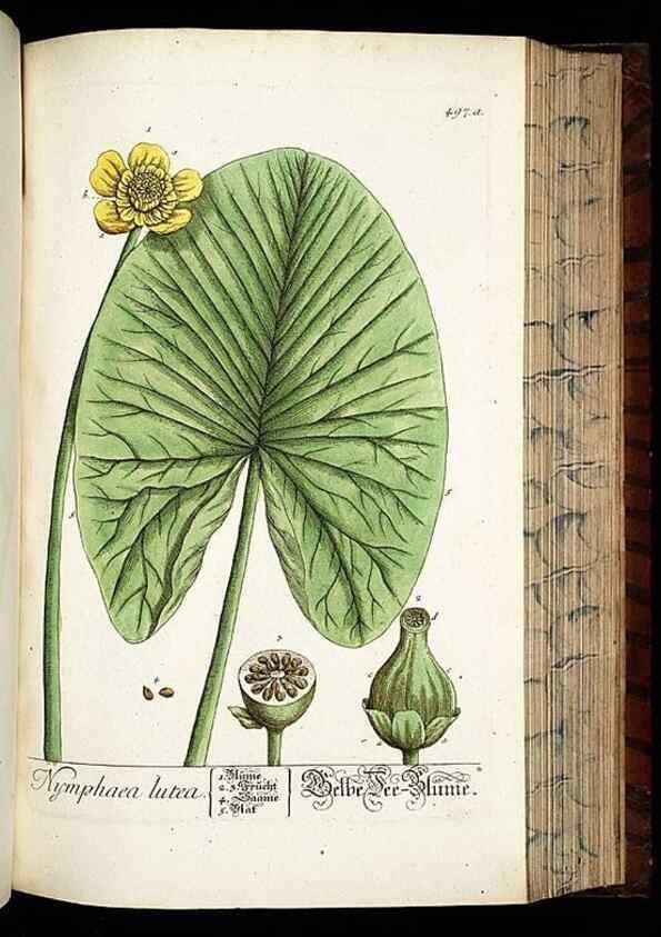 Reproducción/Reproduction 8428971745: Herbarium Blackwellianum emendatum et auctum, id est, Elisabethae Blackwell collectio stirpium. Norimbergae : Typis Io. Iosephi Fleischmanni, 1750-1773.