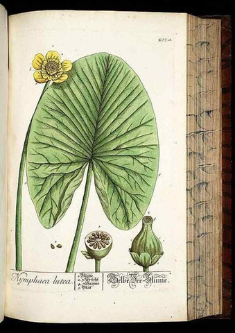 Reproducción/Reproduction 8428971745: Herbarium Blackwellianum emendatum et auctum, id est, Elisabethae Blackwell collectio stirpium. Norimbergae : Typis Io. Iosephi Fleischmanni, 1750-1773.