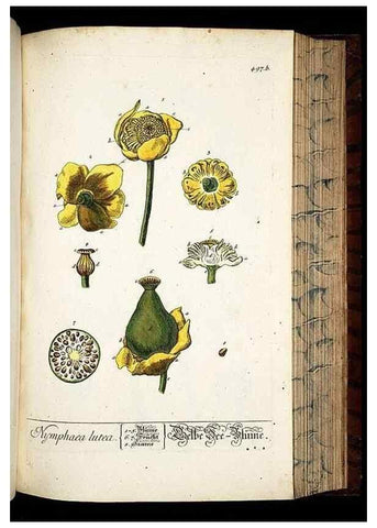 Reproducción/Reproduction 8428971949: Herbarium Blackwellianum emendatum et auctum, id est, Elisabethae Blackwell collectio stirpium. Norimbergae : Typis Io. Iosephi Fleischmanni, 1750-1773.