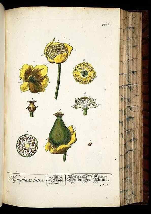 Reproducción/Reproduction 8428971949: Herbarium Blackwellianum emendatum et auctum, id est, Elisabethae Blackwell collectio stirpium. Norimbergae : Typis Io. Iosephi Fleischmanni, 1750-1773.