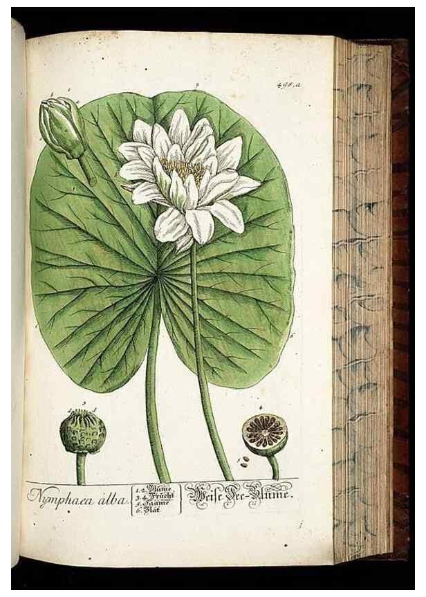 Reproducción/Reproduction 8430060458: Herbarium Blackwellianum emendatum et auctum, id est, Elisabethae Blackwell collectio stirpium. Norimbergae : Typis Io. Iosephi Fleischmanni, 1750-1773.