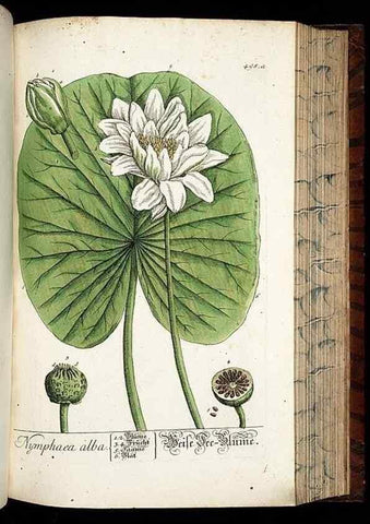 Reproducción/Reproduction 8430060458: Herbarium Blackwellianum emendatum et auctum, id est, Elisabethae Blackwell collectio stirpium. Norimbergae : Typis Io. Iosephi Fleischmanni, 1750-1773.