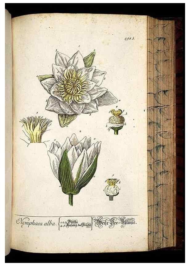 Reproducción/Reproduction 8430060762: Herbarium Blackwellianum emendatum et auctum, id est, Elisabethae Blackwell collectio stirpium. Norimbergae : Typis Io. Iosephi Fleischmanni, 1750-1773.