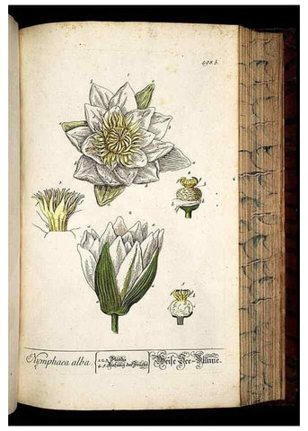 Reproducción/Reproduction 8430060762: Herbarium Blackwellianum emendatum et auctum, id est, Elisabethae Blackwell collectio stirpium. Norimbergae : Typis Io. Iosephi Fleischmanni, 1750-1773.