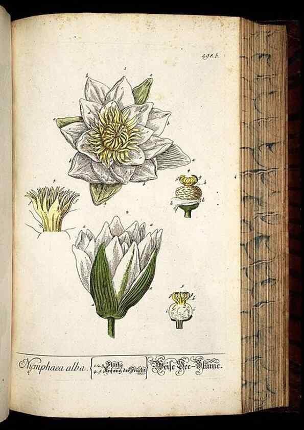 Reproducción/Reproduction 8430060762: Herbarium Blackwellianum emendatum et auctum, id est, Elisabethae Blackwell collectio stirpium. Norimbergae : Typis Io. Iosephi Fleischmanni, 1750-1773.