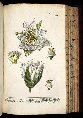 Reproducción/Reproduction 8430060762: Herbarium Blackwellianum emendatum et auctum, id est, Elisabethae Blackwell collectio stirpium. Norimbergae : Typis Io. Iosephi Fleischmanni, 1750-1773.