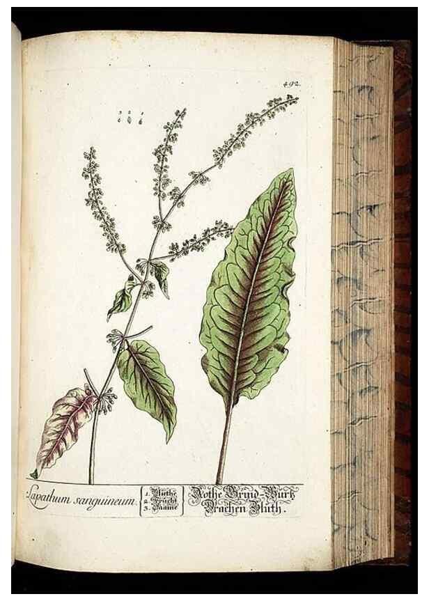 Reproducción/Reproduction 8428970825: Herbarium Blackwellianum emendatum et auctum, id est, Elisabethae Blackwell collectio stirpium. Norimbergae : Typis Io. Iosephi Fleischmanni, 1750-1773.