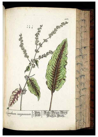 Reproducción/Reproduction 8428970825: Herbarium Blackwellianum emendatum et auctum, id est, Elisabethae Blackwell collectio stirpium. Norimbergae : Typis Io. Iosephi Fleischmanni, 1750-1773.