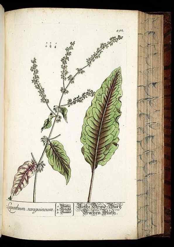 Reproducción/Reproduction 8428970825: Herbarium Blackwellianum emendatum et auctum, id est, Elisabethae Blackwell collectio stirpium. Norimbergae : Typis Io. Iosephi Fleischmanni, 1750-1773.