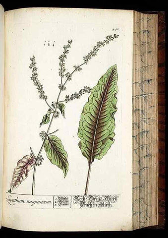 Reproducción/Reproduction 8428970825: Herbarium Blackwellianum emendatum et auctum, id est, Elisabethae Blackwell collectio stirpium. Norimbergae : Typis Io. Iosephi Fleischmanni, 1750-1773.