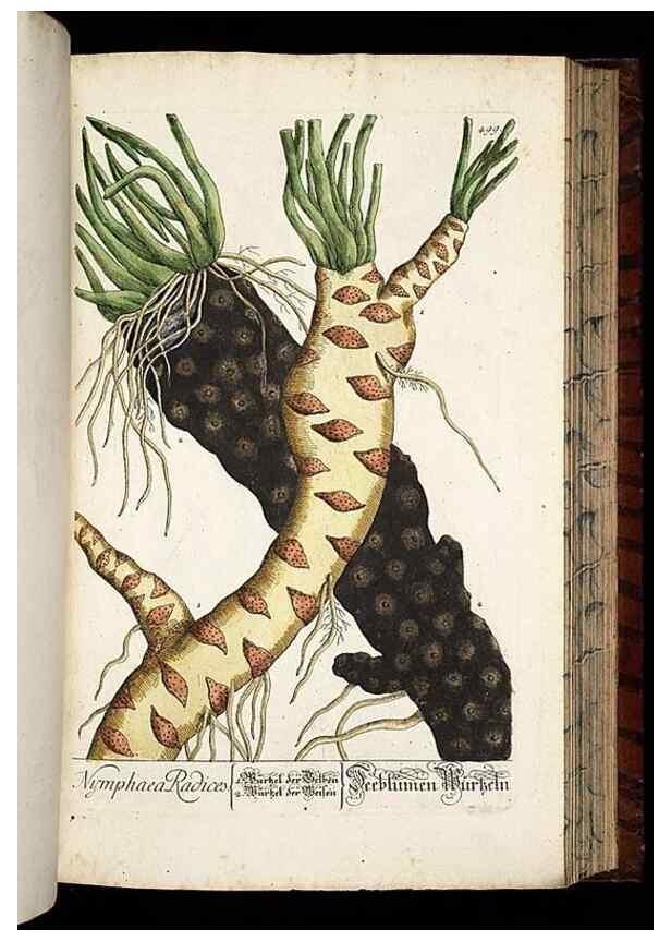 Reproducción/Reproduction 8430060930: Herbarium Blackwellianum emendatum et auctum, id est, Elisabethae Blackwell collectio stirpium. Norimbergae : Typis Io. Iosephi Fleischmanni, 1750-1773.
