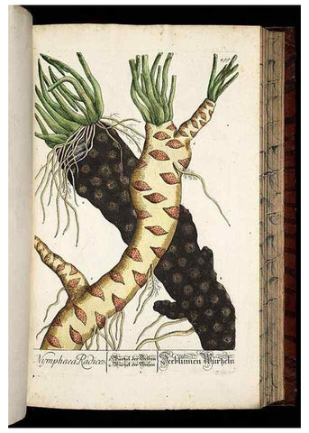 Reproducción/Reproduction 8430060930: Herbarium Blackwellianum emendatum et auctum, id est, Elisabethae Blackwell collectio stirpium. Norimbergae : Typis Io. Iosephi Fleischmanni, 1750-1773.