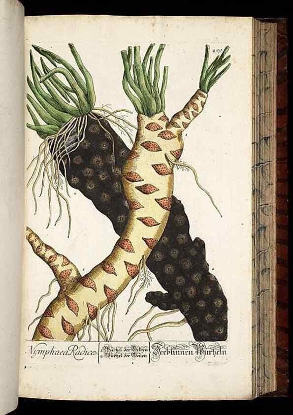 Reproducción/Reproduction 8430060930: Herbarium Blackwellianum emendatum et auctum, id est, Elisabethae Blackwell collectio stirpium. Norimbergae : Typis Io. Iosephi Fleischmanni, 1750-1773.