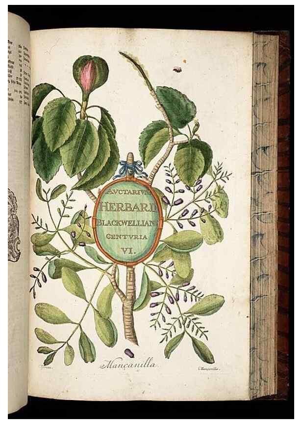 Reproducción/Reproduction 8430061372: Herbarium Blackwellianum emendatum et auctum, id est, Elisabethae Blackwell collectio stirpium. Norimbergae : Typis Io. Iosephi Fleischmanni, 1750-1773.