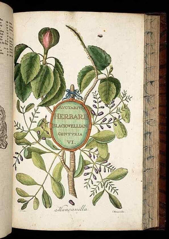 Reproducción/Reproduction 8430061372: Herbarium Blackwellianum emendatum et auctum, id est, Elisabethae Blackwell collectio stirpium. Norimbergae : Typis Io. Iosephi Fleischmanni, 1750-1773.