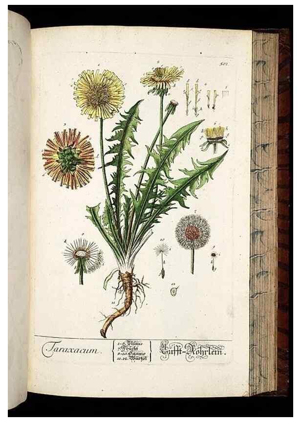 Reproducción/Reproduction 8430061500: Herbarium Blackwellianum emendatum et auctum, id est, Elisabethae Blackwell collectio stirpium. Norimbergae : Typis Io. Iosephi Fleischmanni, 1750-1773.