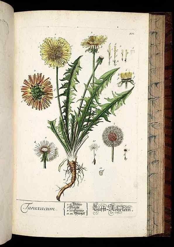 Reproducción/Reproduction 8430061500: Herbarium Blackwellianum emendatum et auctum, id est, Elisabethae Blackwell collectio stirpium. Norimbergae : Typis Io. Iosephi Fleischmanni, 1750-1773.