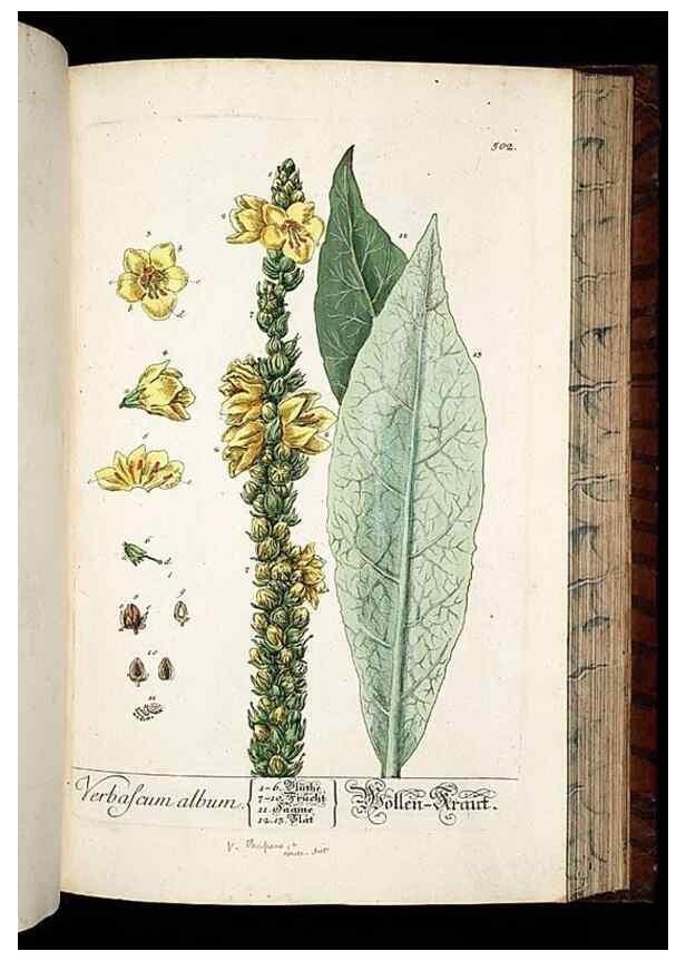 Reproducción/Reproduction 8430061732: Herbarium Blackwellianum emendatum et auctum, id est, Elisabethae Blackwell collectio stirpium. Norimbergae : Typis Io. Iosephi Fleischmanni, 1750-1773.