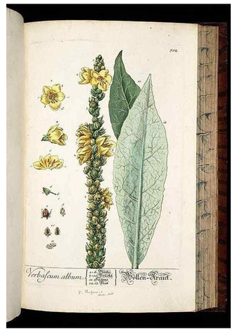Reproducción/Reproduction 8430061732: Herbarium Blackwellianum emendatum et auctum, id est, Elisabethae Blackwell collectio stirpium. Norimbergae : Typis Io. Iosephi Fleischmanni, 1750-1773.