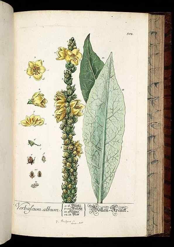 Reproducción/Reproduction 8430061732: Herbarium Blackwellianum emendatum et auctum, id est, Elisabethae Blackwell collectio stirpium. Norimbergae : Typis Io. Iosephi Fleischmanni, 1750-1773.