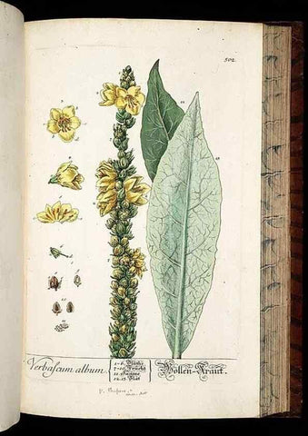 Reproducción/Reproduction 8430061732: Herbarium Blackwellianum emendatum et auctum, id est, Elisabethae Blackwell collectio stirpium. Norimbergae : Typis Io. Iosephi Fleischmanni, 1750-1773.