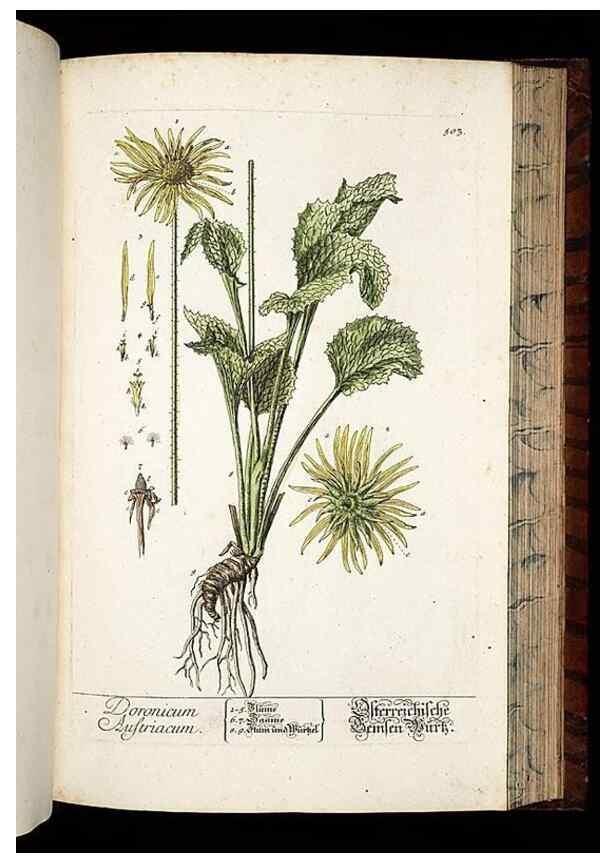 Reproducción/Reproduction 8428973717: Herbarium Blackwellianum emendatum et auctum, id est, Elisabethae Blackwell collectio stirpium. Norimbergae : Typis Io. Iosephi Fleischmanni, 1750-1773.