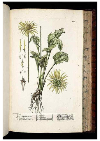 Reproducción/Reproduction 8428973717: Herbarium Blackwellianum emendatum et auctum, id est, Elisabethae Blackwell collectio stirpium. Norimbergae : Typis Io. Iosephi Fleischmanni, 1750-1773.