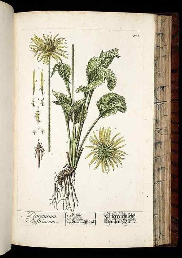 Reproducción/Reproduction 8428973717: Herbarium Blackwellianum emendatum et auctum, id est, Elisabethae Blackwell collectio stirpium. Norimbergae : Typis Io. Iosephi Fleischmanni, 1750-1773.