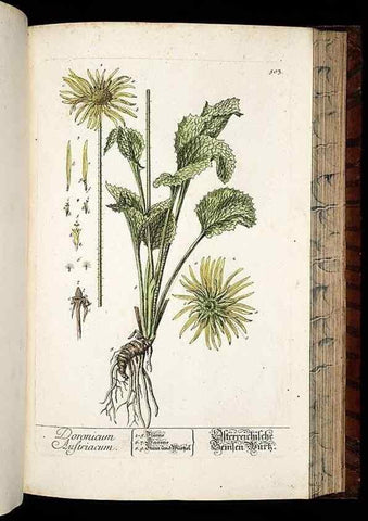 Reproducción/Reproduction 8428973717: Herbarium Blackwellianum emendatum et auctum, id est, Elisabethae Blackwell collectio stirpium. Norimbergae : Typis Io. Iosephi Fleischmanni, 1750-1773.