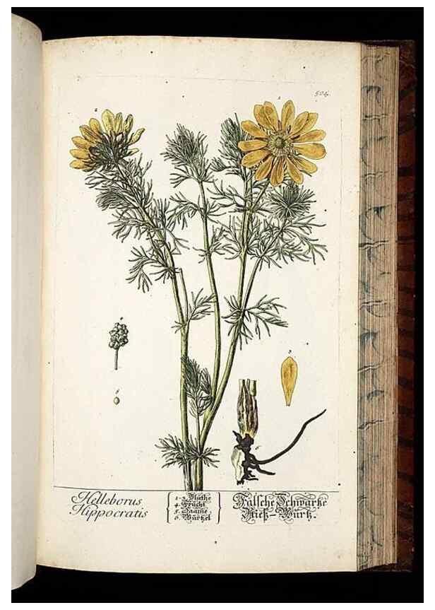 Reproducción/Reproduction 8430062136: Herbarium Blackwellianum emendatum et auctum, id est, Elisabethae Blackwell collectio stirpium. Norimbergae : Typis Io. Iosephi Fleischmanni, 1750-1773.