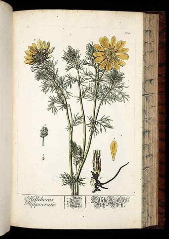 Reproducción/Reproduction 8430062136: Herbarium Blackwellianum emendatum et auctum, id est, Elisabethae Blackwell collectio stirpium. Norimbergae : Typis Io. Iosephi Fleischmanni, 1750-1773.