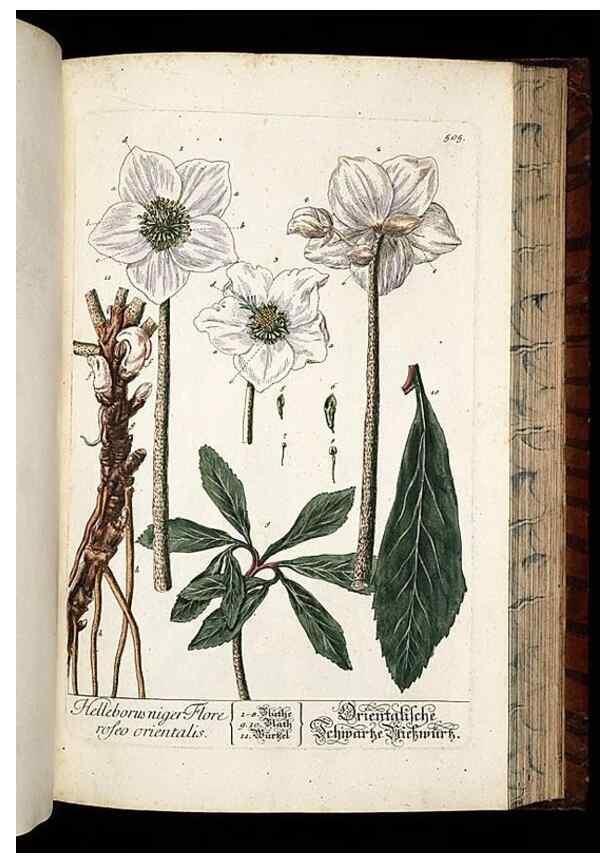 Reproducción/Reproduction 8428974111: Herbarium Blackwellianum emendatum et auctum, id est, Elisabethae Blackwell collectio stirpium. Norimbergae : Typis Io. Iosephi Fleischmanni, 1750-1773.