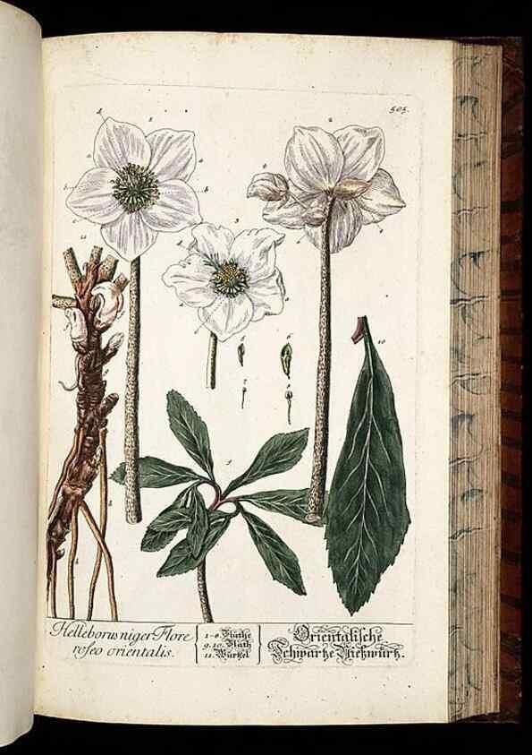 Reproducción/Reproduction 8428974111: Herbarium Blackwellianum emendatum et auctum, id est, Elisabethae Blackwell collectio stirpium. Norimbergae : Typis Io. Iosephi Fleischmanni, 1750-1773.