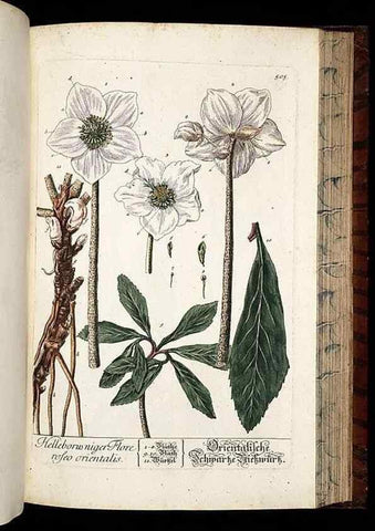 Reproducción/Reproduction 8428974111: Herbarium Blackwellianum emendatum et auctum, id est, Elisabethae Blackwell collectio stirpium. Norimbergae : Typis Io. Iosephi Fleischmanni, 1750-1773.