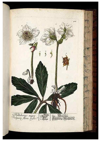 Reproducción/Reproduction 8430062580: Herbarium Blackwellianum emendatum et auctum, id est, Elisabethae Blackwell collectio stirpium. Norimbergae : Typis Io. Iosephi Fleischmanni, 1750-1773.